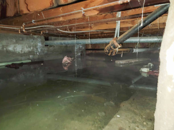 Best Water damage mitigation services  in , HI